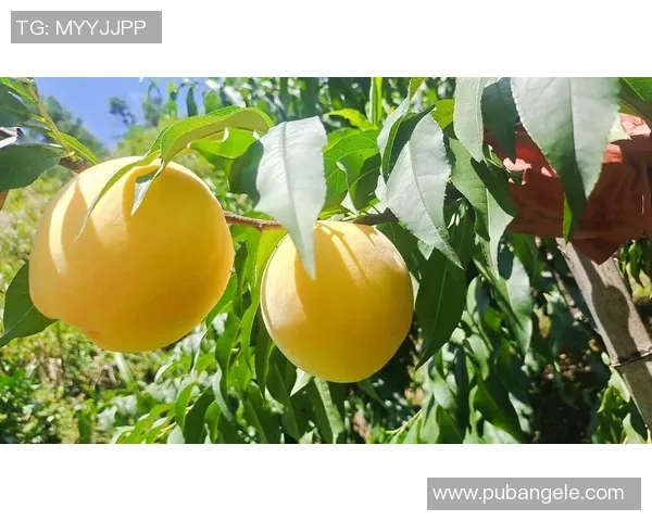 果园中的四季变迁与农业可持续发展探索